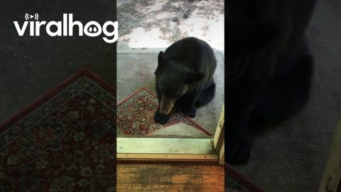 A Bear Cub Stole My Rug || ViralHog