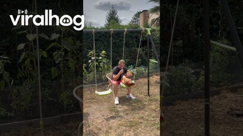 Chicken Gets Pushed on Swing || ViralHog