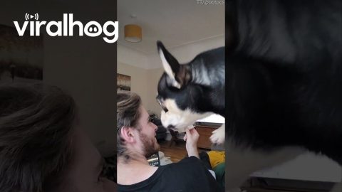 Helping My Dog Steal My Boyfriend's Sandwich || ViralHog