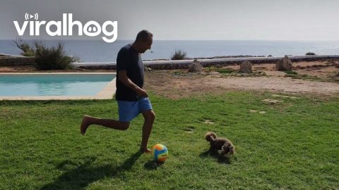 Puppy Playing Football || ViralHog