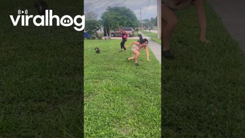 Duck Family Reunion Gone Wrong || ViralHog