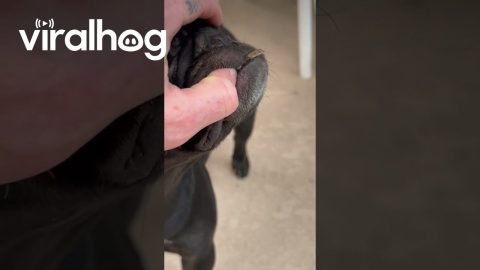 French Bulldog Catches A Lizard || ViralHog