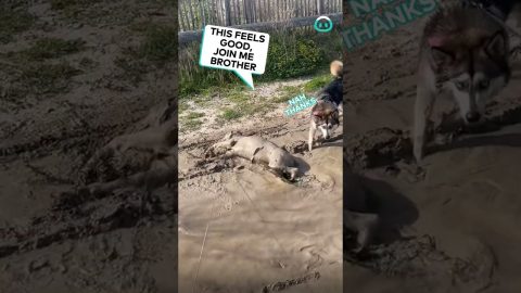 Goldie 'Slips' Into Mud Bath || ViralHog