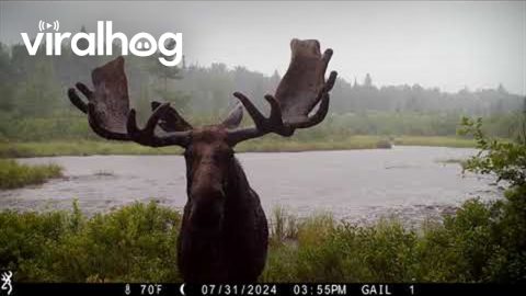 Bull Moose Close-Up In Pouring Rain || ViralHog