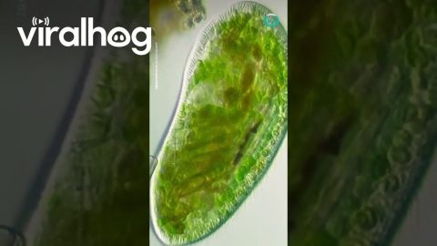 Microbes Eating Each Other || ViralHog