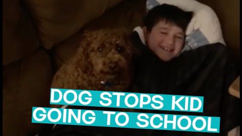 Every Kid Needs This School Protesting Dog || ViralHog