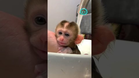 Cute Monkey In Bath || ViralHog