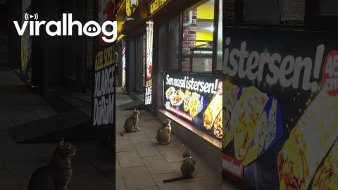 Cats Mesmerized By Visions of Yummy Food || ViralHog