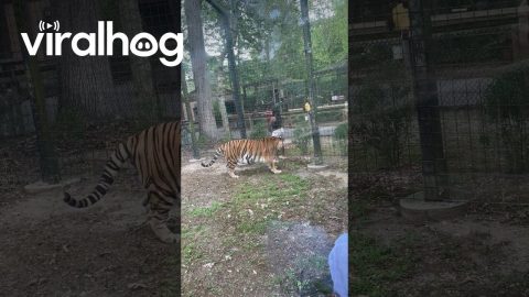 Woman Jumps Barricade to Pet Tiger at New Jersey Zoo || ViralHog