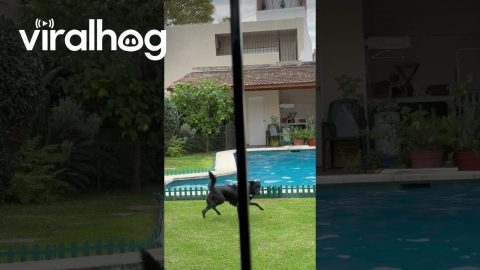 Happy Dog Hops In Pool || ViralHog