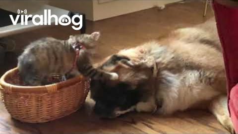 Playful Kitten Pesters Patient Pup || ViralHog