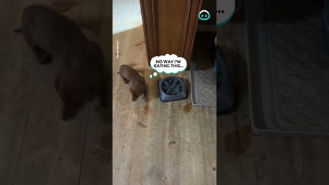 Puppy Wants Big Dogs Food || ViralHog