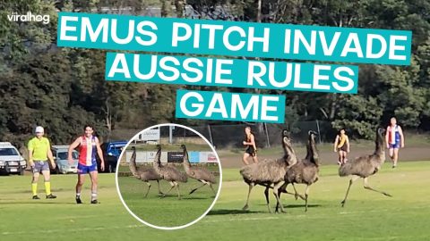 Emus Interrupt Game || ViralHog