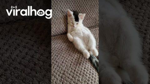Kitten Chills on the Couch || ViralHog