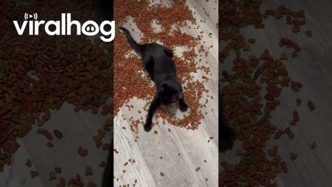 Feral Kitten Hoards Piles Of Food || ViralHog