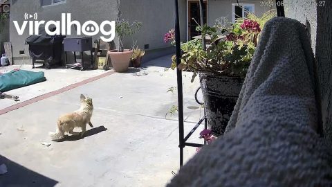Earthquake Shakes El Sereno || ViralHog