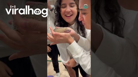 Hedgehog Climbs Up Girl's Sleeve || ViralHog