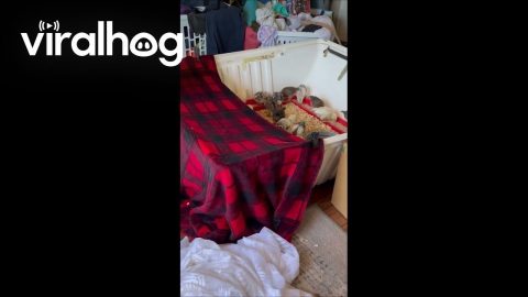 Dog Keeps Chickens Safely Contained || ViralHog