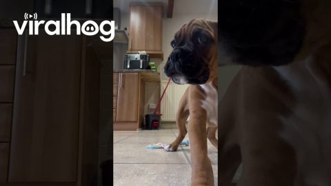 Boxer Puppy Catches Reflection In Phone || ViralHog