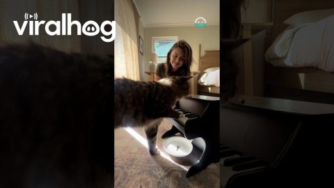 Woman Teacher Her Cat The Piano || ViralHog