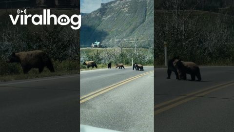Mama Bear Crosses Street With Four Cubs || ViralHog