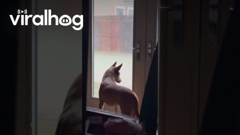 Dog Startled By Power Outage || ViralHog