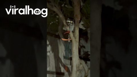 Raccoon Uses Wind Chime to Taunt Man || ViralHog