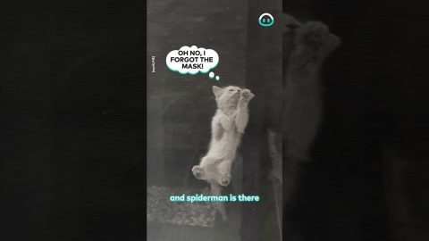 Acrobat Kitten Great Climber || ViralHog