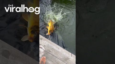 Koi Goes Kamikaze for Food || ViralHog