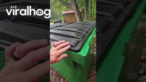 Plank Helps Raccoon Escape Dumpster || ViralHog