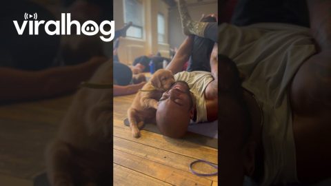 Puppy Loves Yoga Practitioner's Coconut Beard Oil || ViralHog