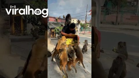 Feeding a Box of Bananas to a Group of Hungry Monkeys || ViralHog