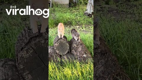 Cats Prepare for Battle With Mice || ViralHog