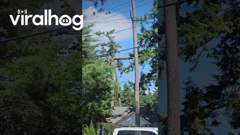 Tree Cutting Whiplash || ViralHog