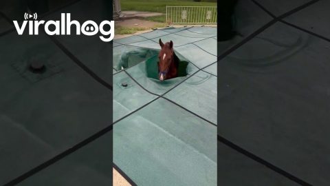 Someone’s Horse Fell Into My Pool || ViralHog