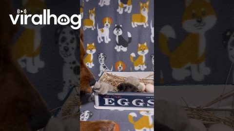 Golden Retriever Checking Out Chicks || ViralHog