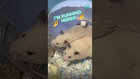 Hamster Squishes his Buddy || ViralHog