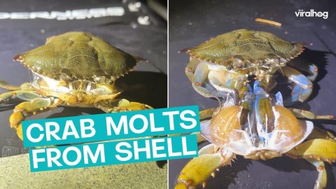 Crab Molts and Stretches into New Shell || ViralHog