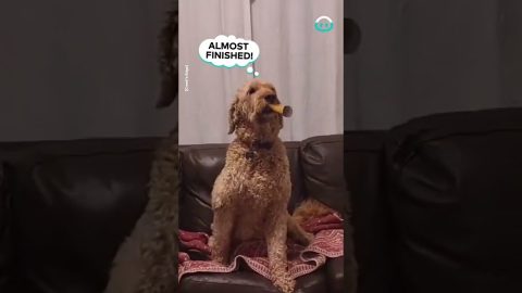 A Very Doggie Birthday || ViralHog