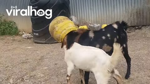 Freeing Two Goats From Plastic Pot || ViralHog
