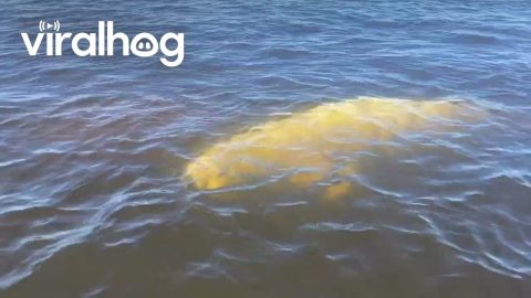 Beluga Whale Bumps Into Paddleboarder || ViralHog