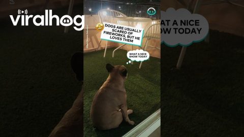 Dog Loves Fireworks || ViralHog