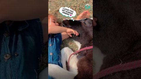 Spoilt Cow Gets Sung To || ViralHog