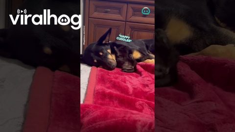 Black Kitten Shows love for Big Dog Bestie || ViralHog