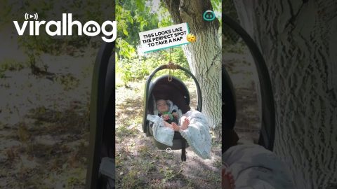 Baby Sleeping Hack In Swing Under Tree || ViralHog