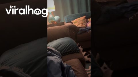 Hopping Parrot Wants Cat To Play || ViralHog