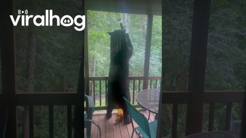 Bear Investigates Cabin Bird Feeder || ViralHog