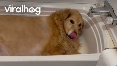Dog Prefers to Sleep in the Bathtub || ViralHog