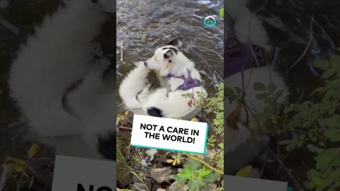Dog Takes a Dip in the River || ViralHog