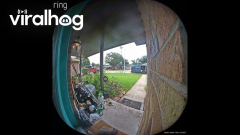Delivery Driver Is Wary of Friendly Feline || ViralHog